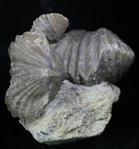 Pair Of Fossil Brachiopods (Platystrophia) - Indiana #25999